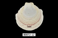 藏品(臺灣日月蛤)的圖片